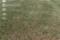 Drought on meadow 21