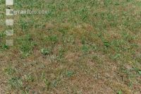 Drought on meadow 19