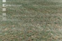 Drought on meadow 18
