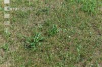 Drought on meadow 16