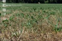 Drought on meadow 15