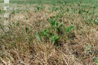 Drought on meadow 14