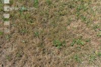 Drought on meadow 13