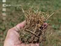 Drought on meadow 12