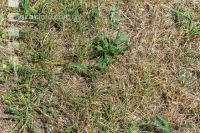 Drought on meadow 11