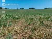 Drought on meadow 10
