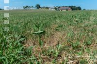 Drought on meadow 9