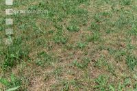 Drought on meadow 8