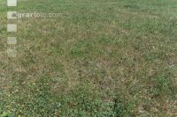 Drought on meadow 5