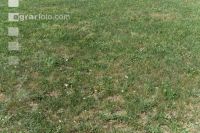 Drought on meadow 2