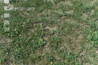 Drought on meadow 1