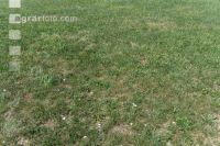 Drought on meadow 29