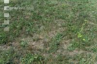 Drought on meadow 30