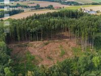 Deforestation after bark beetle 2