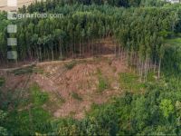 Deforestation after bark beetle 1