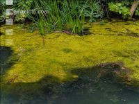 Teich Eutrophierung