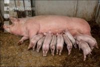 Biol. Schweinehaltung 116