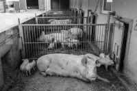 Biol. Schweinehaltung 115