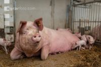 Biol. Schweinehaltung 114