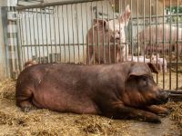 Biol. Schweinehaltung 113