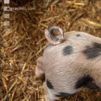 Biol. Schweinehaltung 112