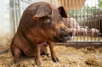Biol. Schweinehaltung 111