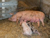 Biol. Schweinehaltung 110
