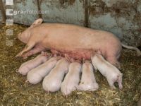 Biol. Schweinehaltung 109