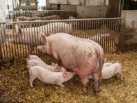 Biol. Schweinehaltung 106