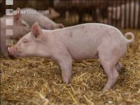 Biol. Schweinehaltung 105
