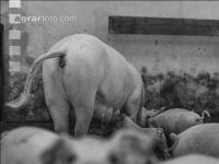 Biol. Schweinehaltung 104