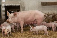 Biol. Schweinehaltung 103