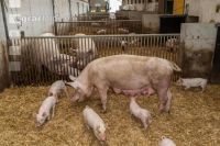 Biol. Schweinehaltung 102