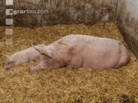 Biol. Schweinehaltung 101