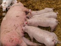 Biol. Schweinehaltung 100