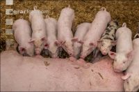 Biologische Schweinehaltung 99