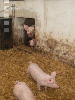Biologische Schweinehaltung 98