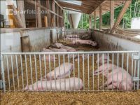 Biologische Schweinehaltung 94