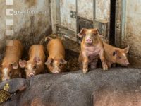 Biologische Schweinehaltung 90