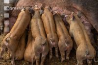 Biologische Schweinehaltung 89