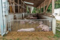 Biologische Schweinehaltung 87