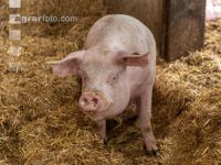 Biologische Schweinehaltung 85