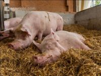 Biologische Schweinehaltung 84