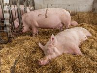 Biologische Schweinehaltung 83
