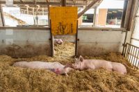 Biologische Schweinehaltung 81