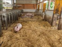 Biologische Schweinehaltung 80