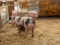 Biologische Schweinehaltung 77