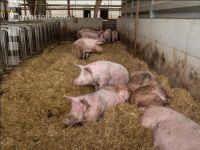 Biologische Schweinehaltung 76