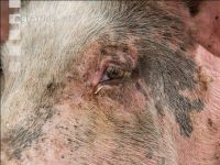Biologische Schweinehaltung 75