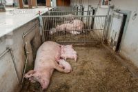 Biologische Schweinehaltung 72